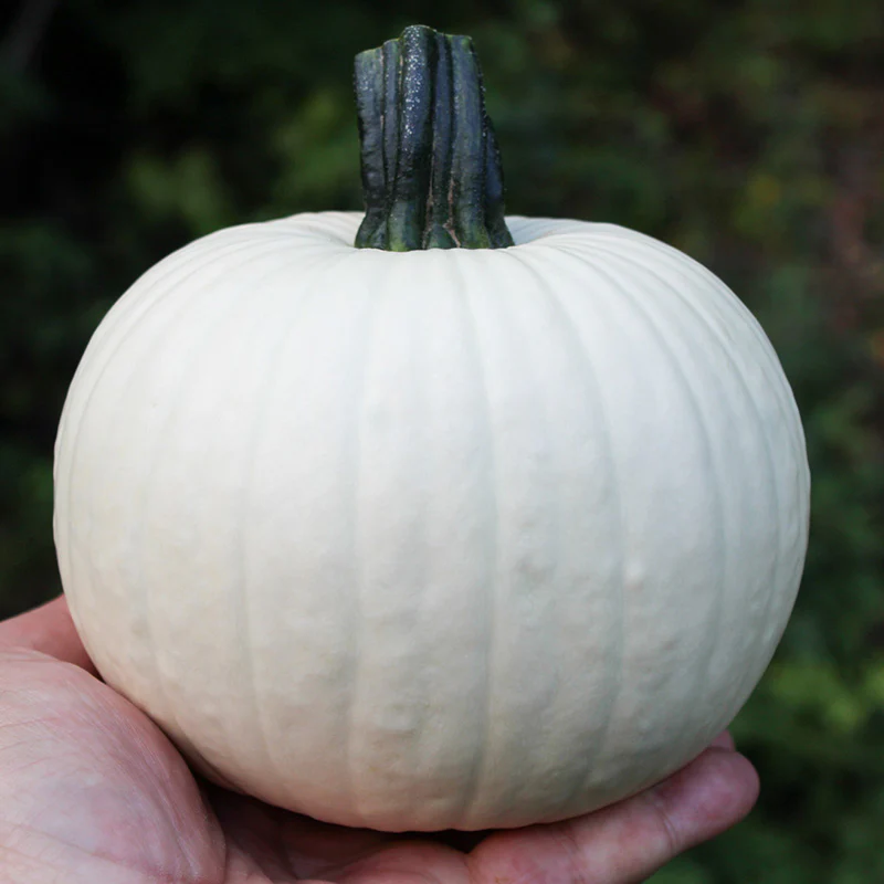 Witte pompoenen en kalebassen