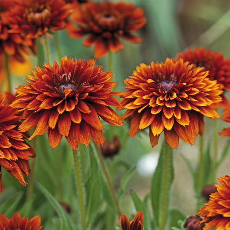 Productafbeelding 1